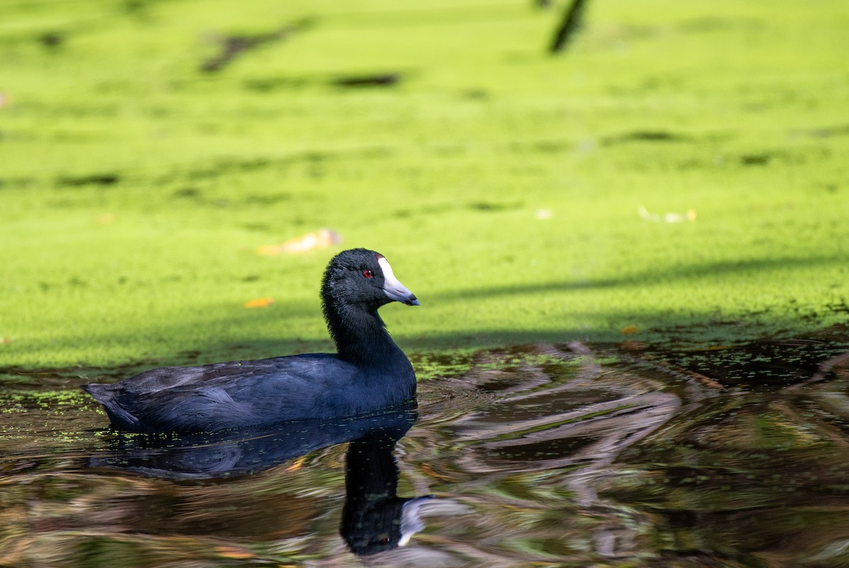 American Coot (Red-shielded) - ML610947442