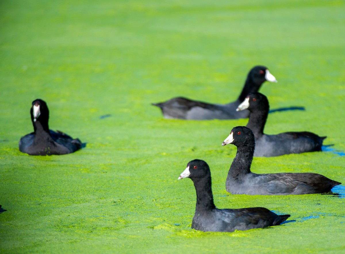 American Coot (Red-shielded) - ML610947443