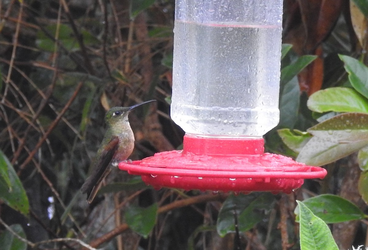 kolibřík hnědobřichý - ML610947454