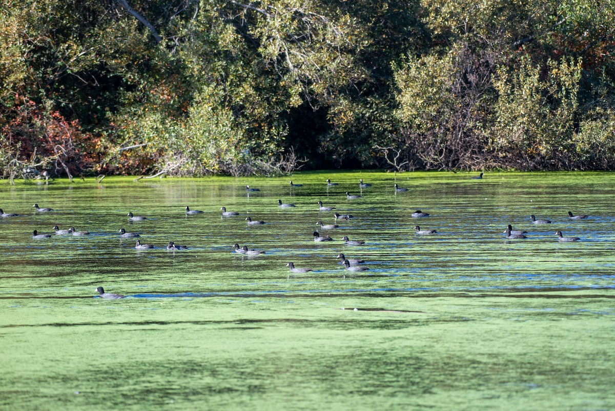 American Coot (Red-shielded) - ML610947493