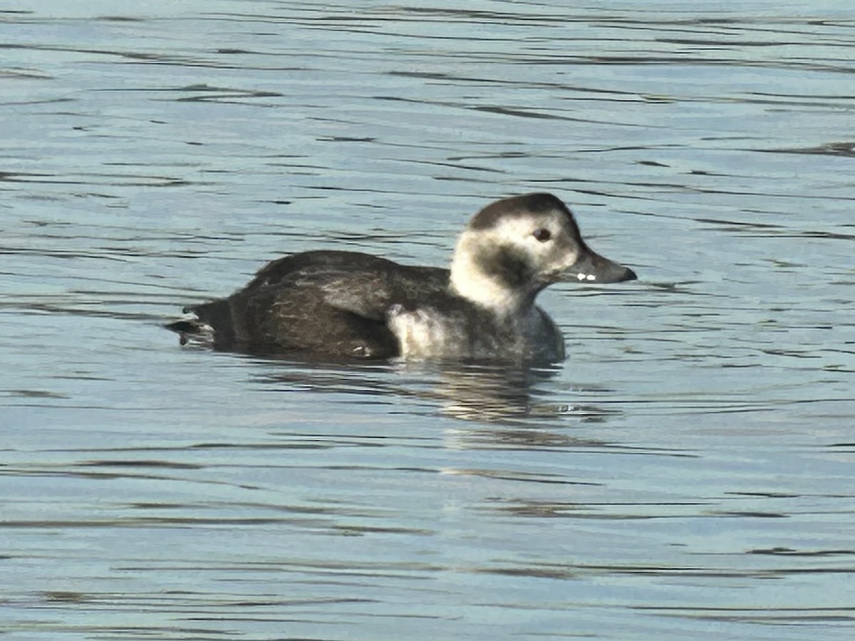 Long-tailed Duck - ML610947557