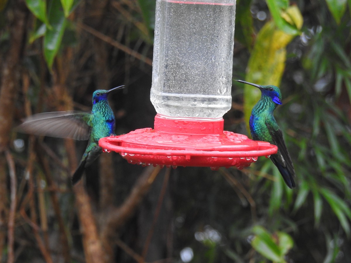 kolibřík modrolící - ML610947559