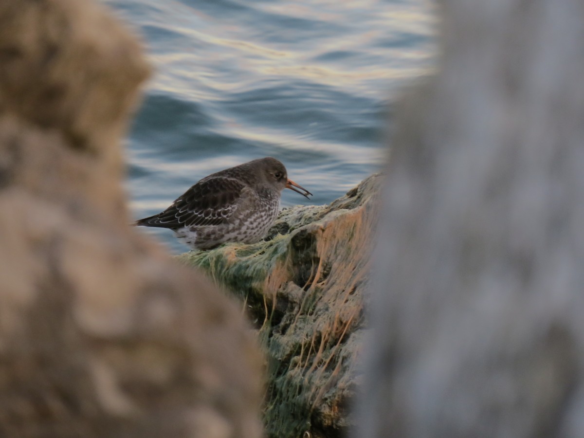 Purple Sandpiper - Patricia Martin