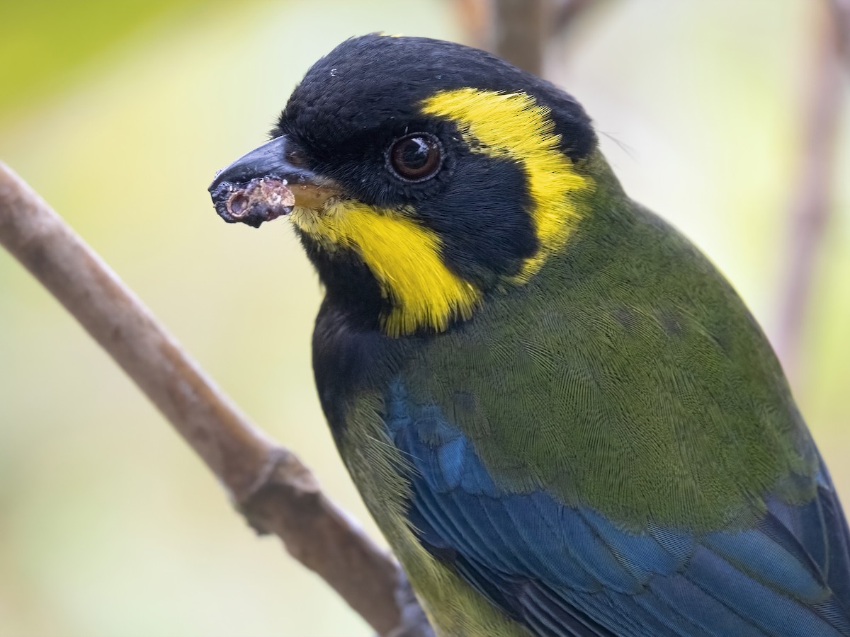 Gold-ringed Tanager - ML610947722