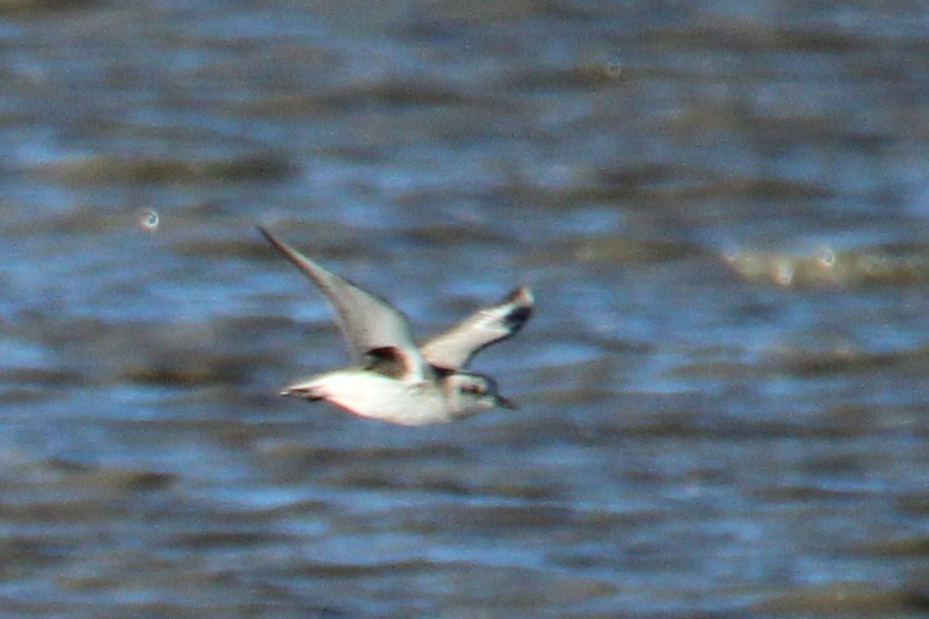 Black-bellied Plover - Anonymous