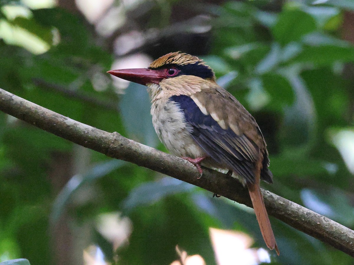 Sulawesi Lilac Kingfisher - ML610947769