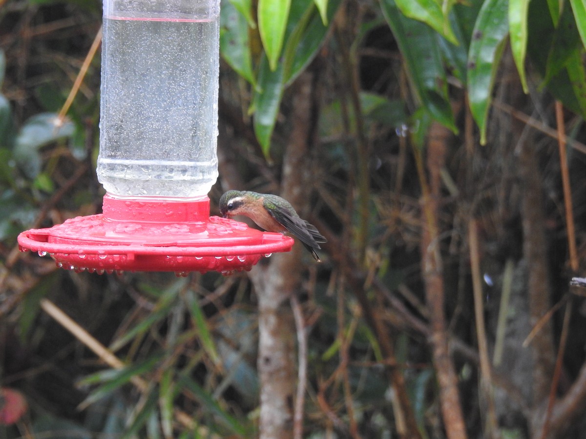 Colibrí Jaspeado - ML610947833