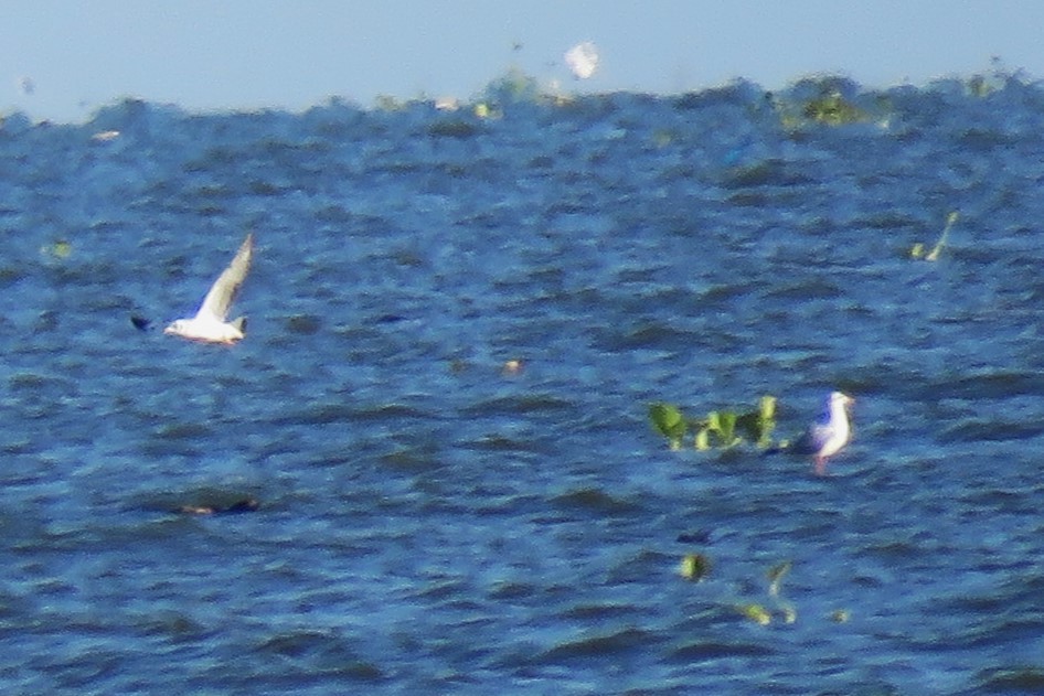 Brown-headed Gull - ML610947892