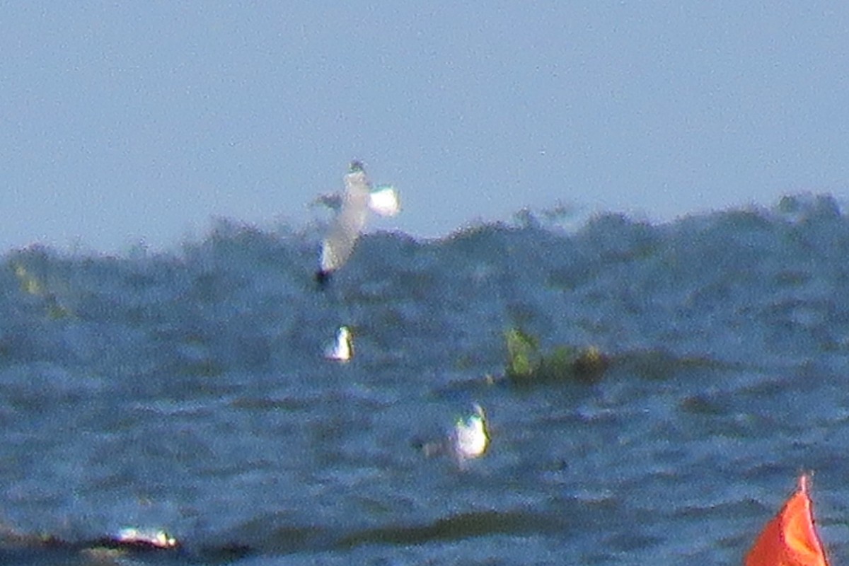 Brown-headed Gull - ML610947897