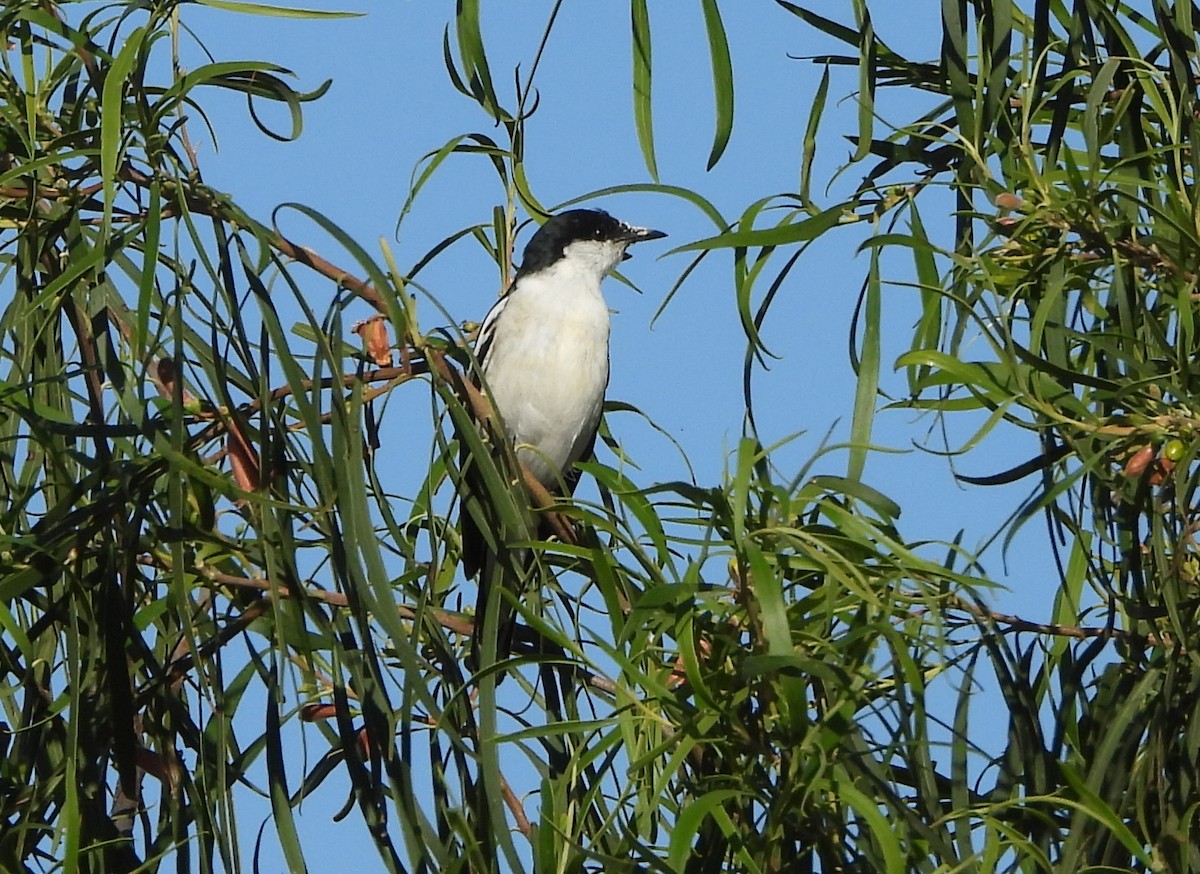 White-winged Triller - ML610947919