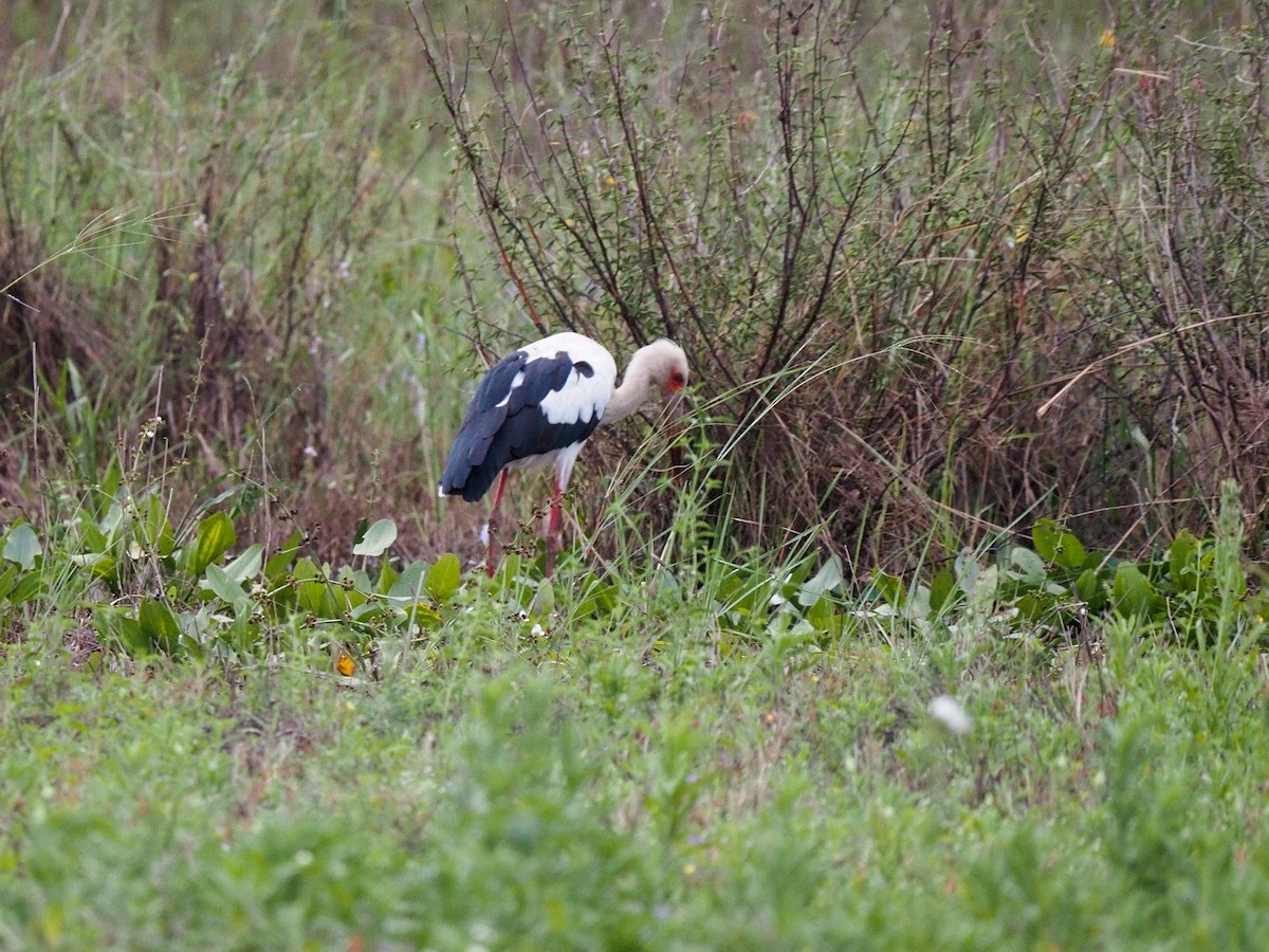 Maguari Stork - ML610947926