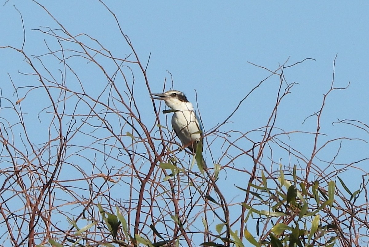 Red-backed Kingfisher - ML610947935