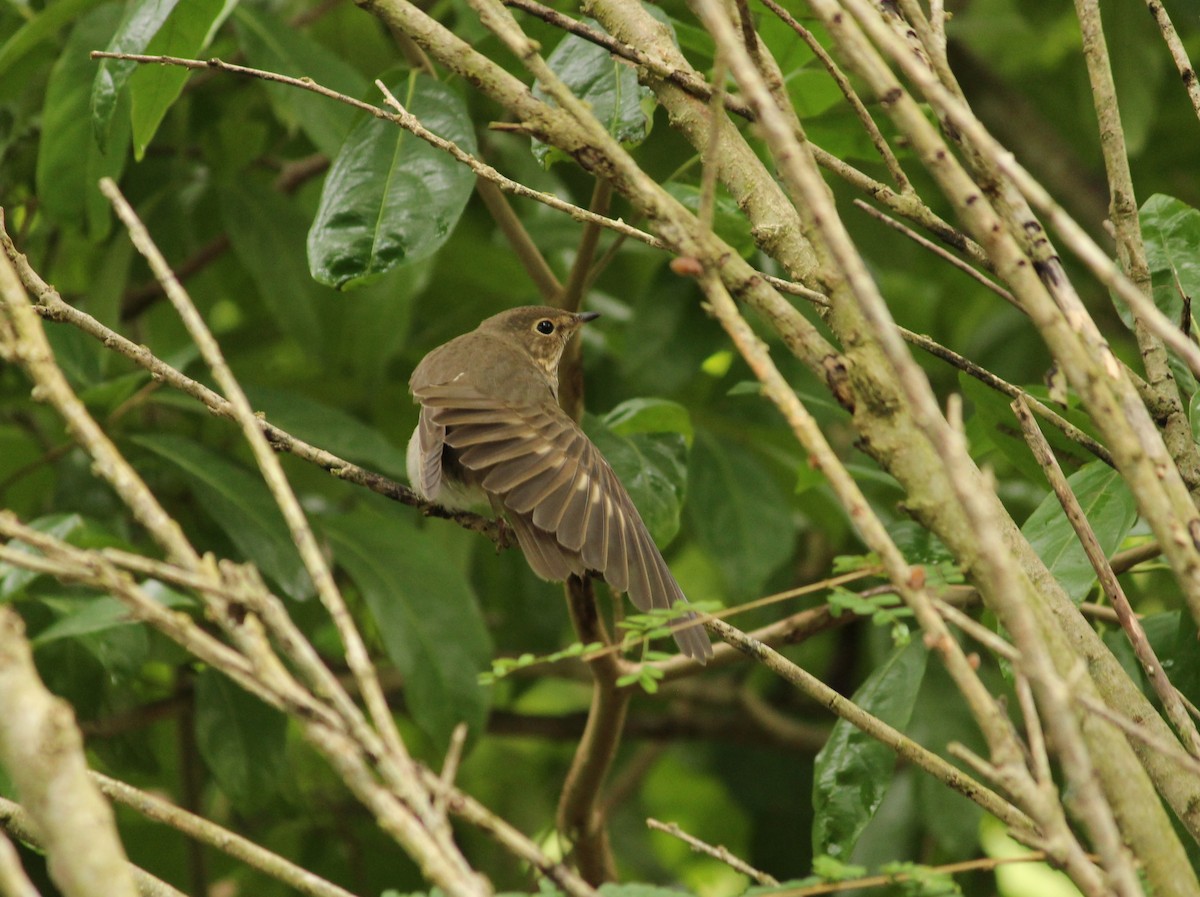 Gray-cheeked Thrush - ML610947948