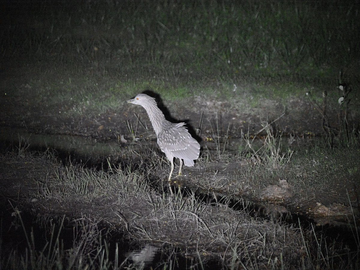 Black-crowned Night Heron - ML610948027