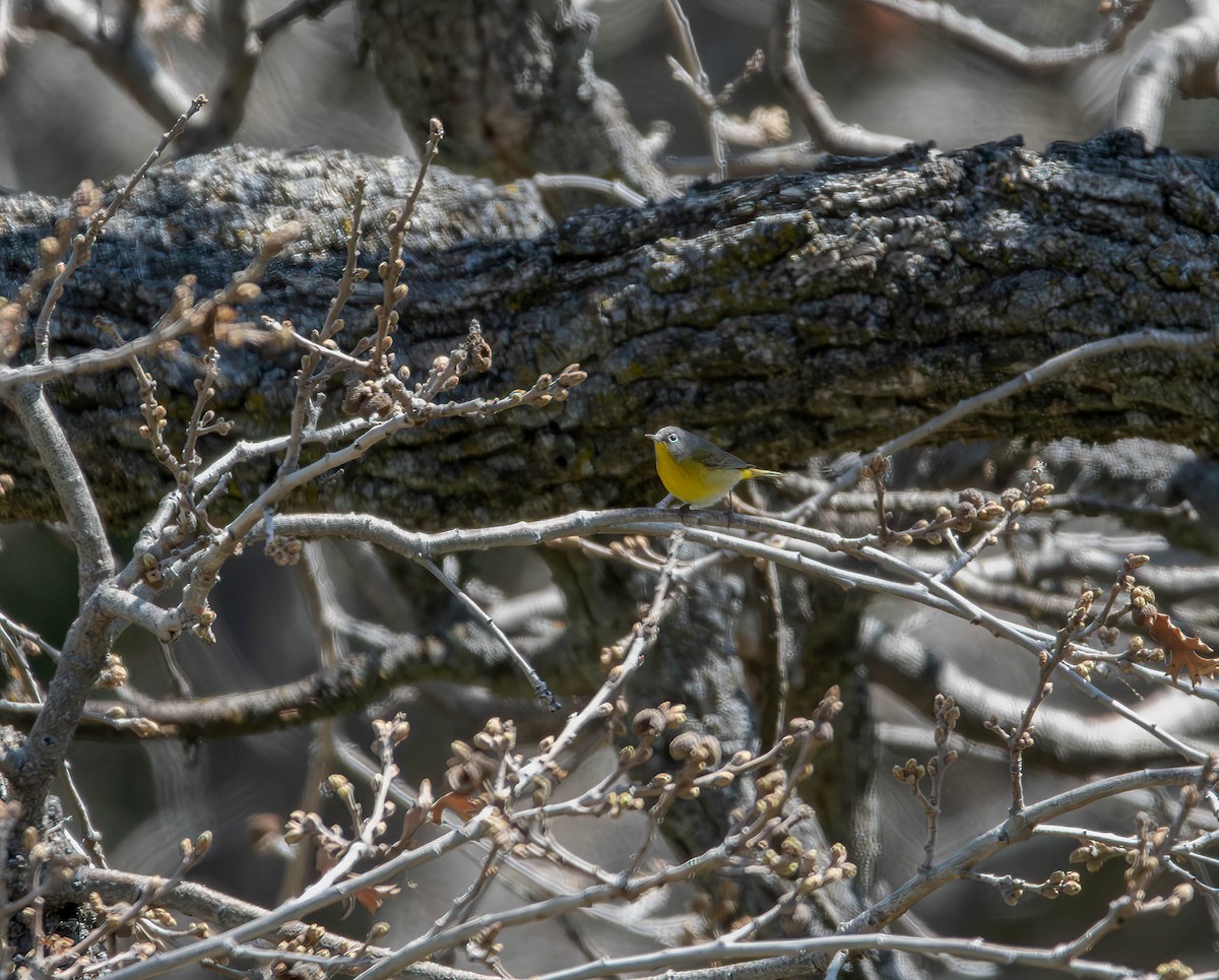 Nashville Warbler - Henry Witsken