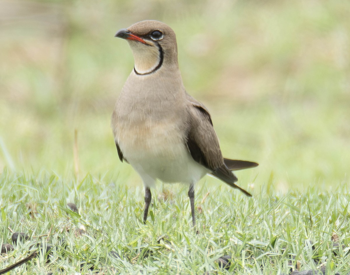 Collared Pratincole - ML610948057