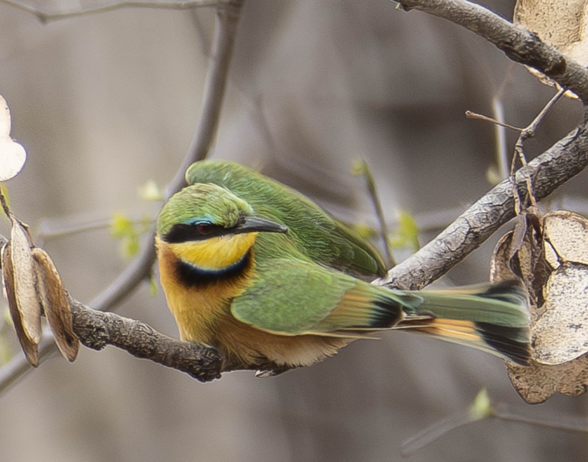 Little Bee-eater - ML610948087