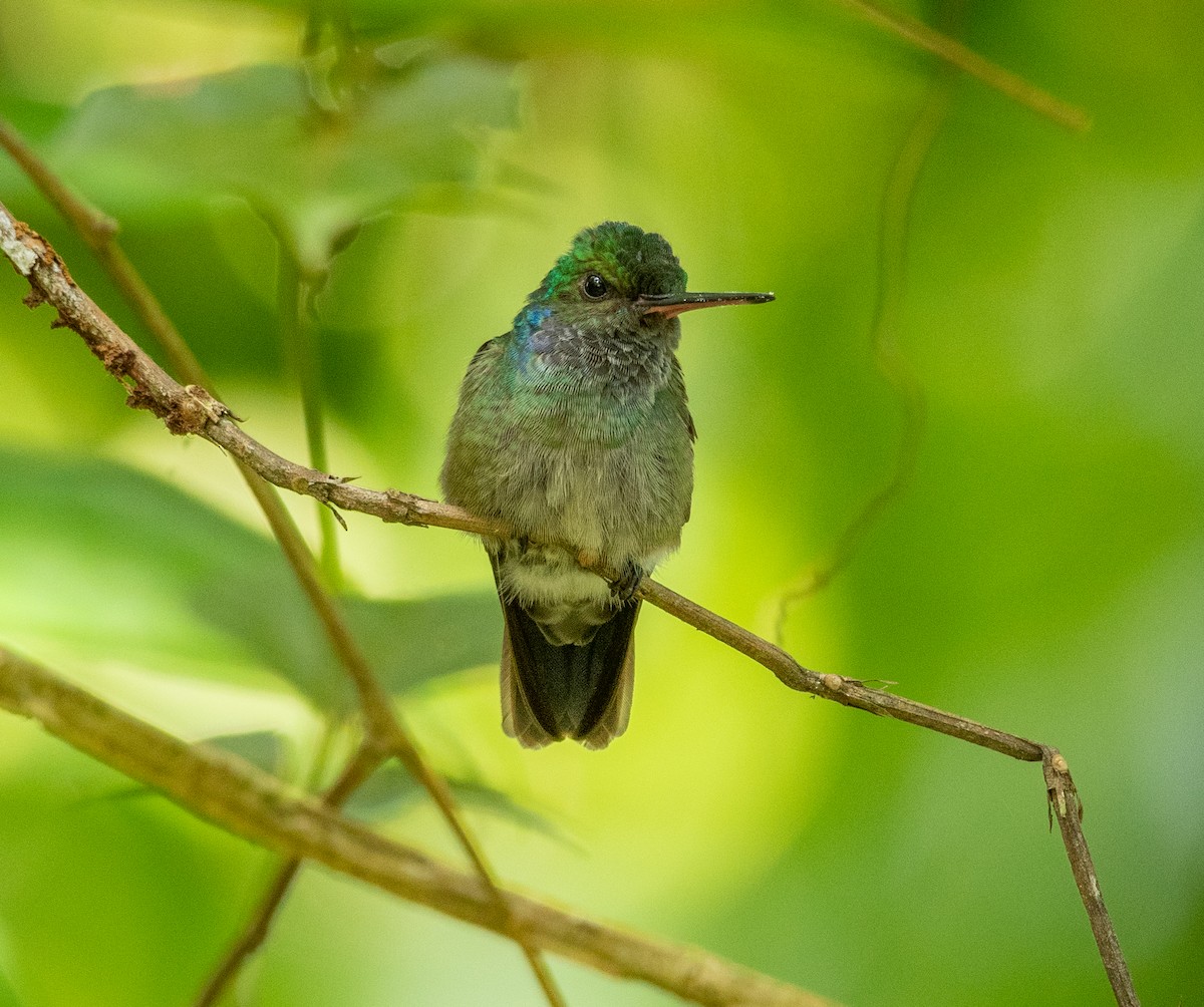 Charming Hummingbird - Andres Paniagua