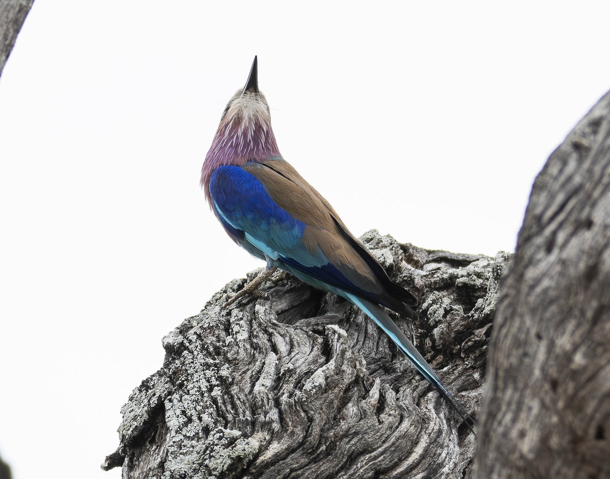 Lilac-breasted Roller - ML610948148