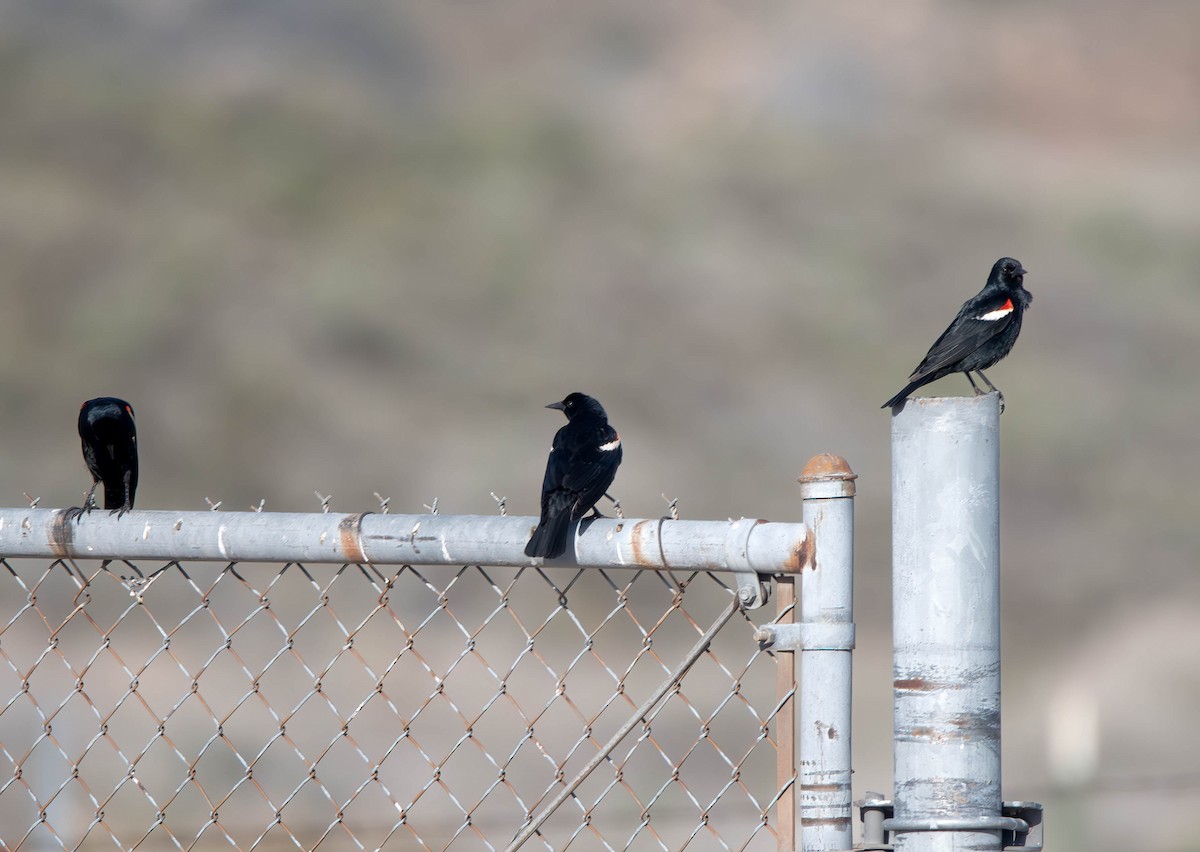 Tricolored Blackbird - ML610948152