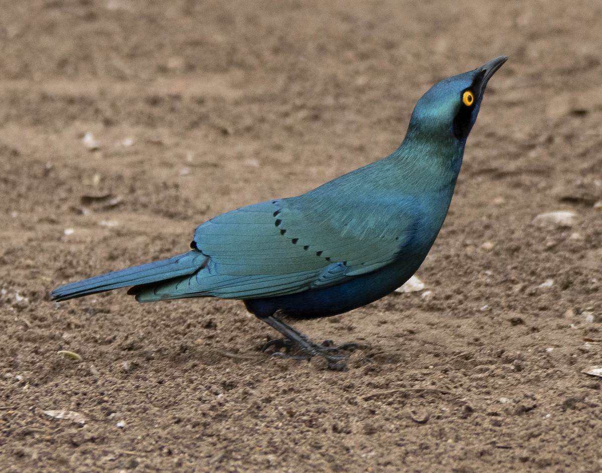 Greater Blue-eared Starling - ML610948188