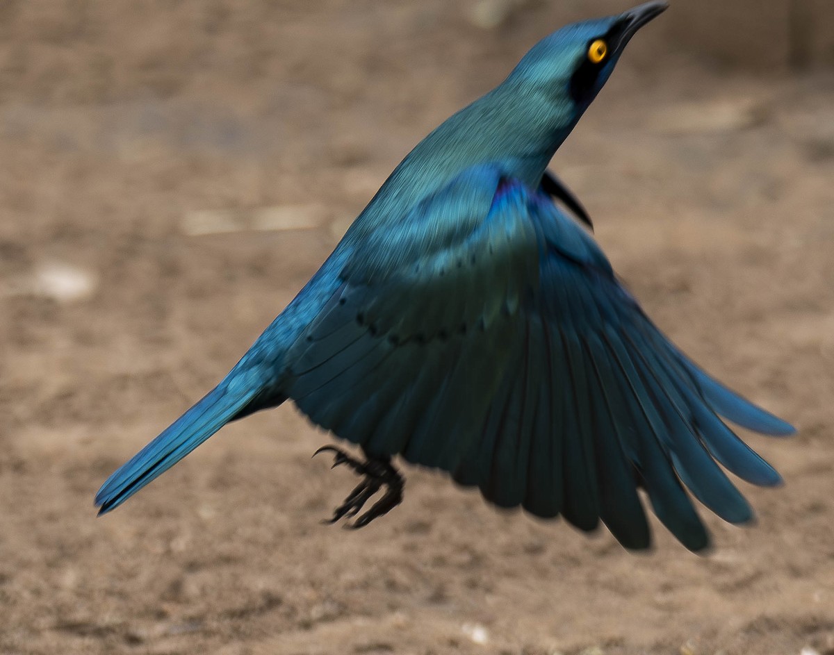 Greater Blue-eared Starling - ML610948189