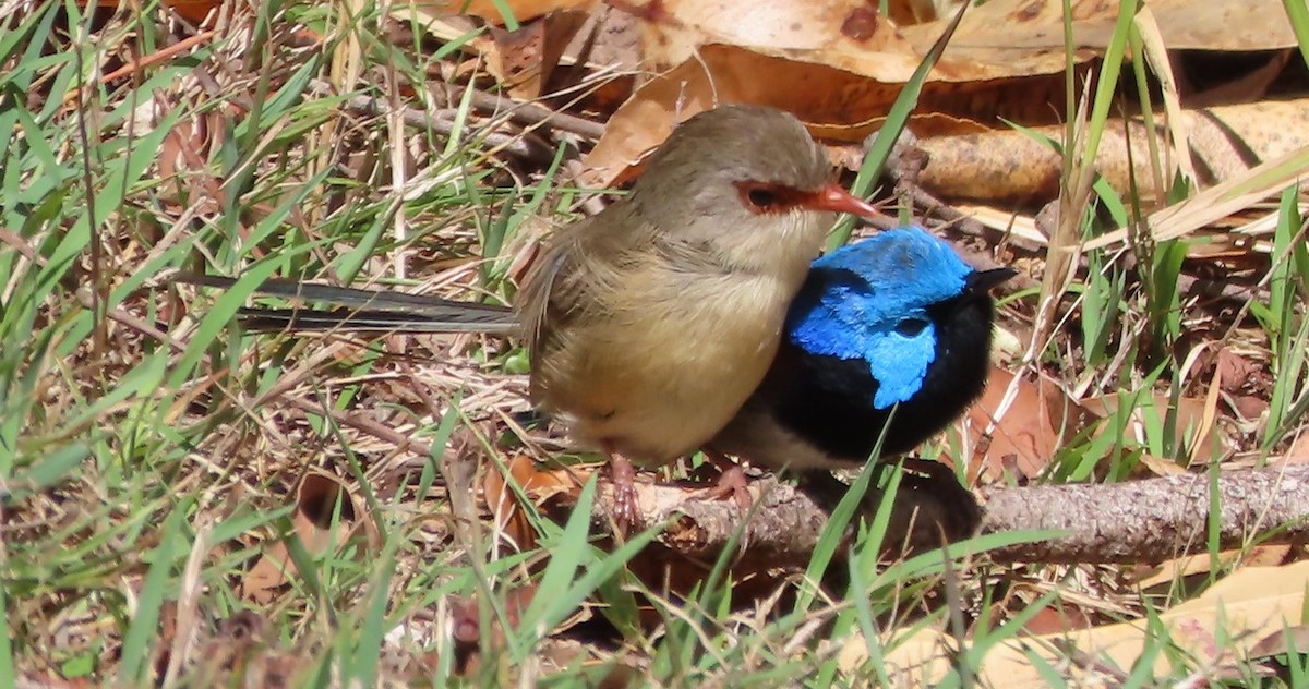 Variegated Fairywren - Christine Rand