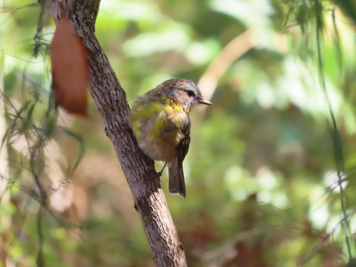 Eastern Yellow Robin - Christine Rand