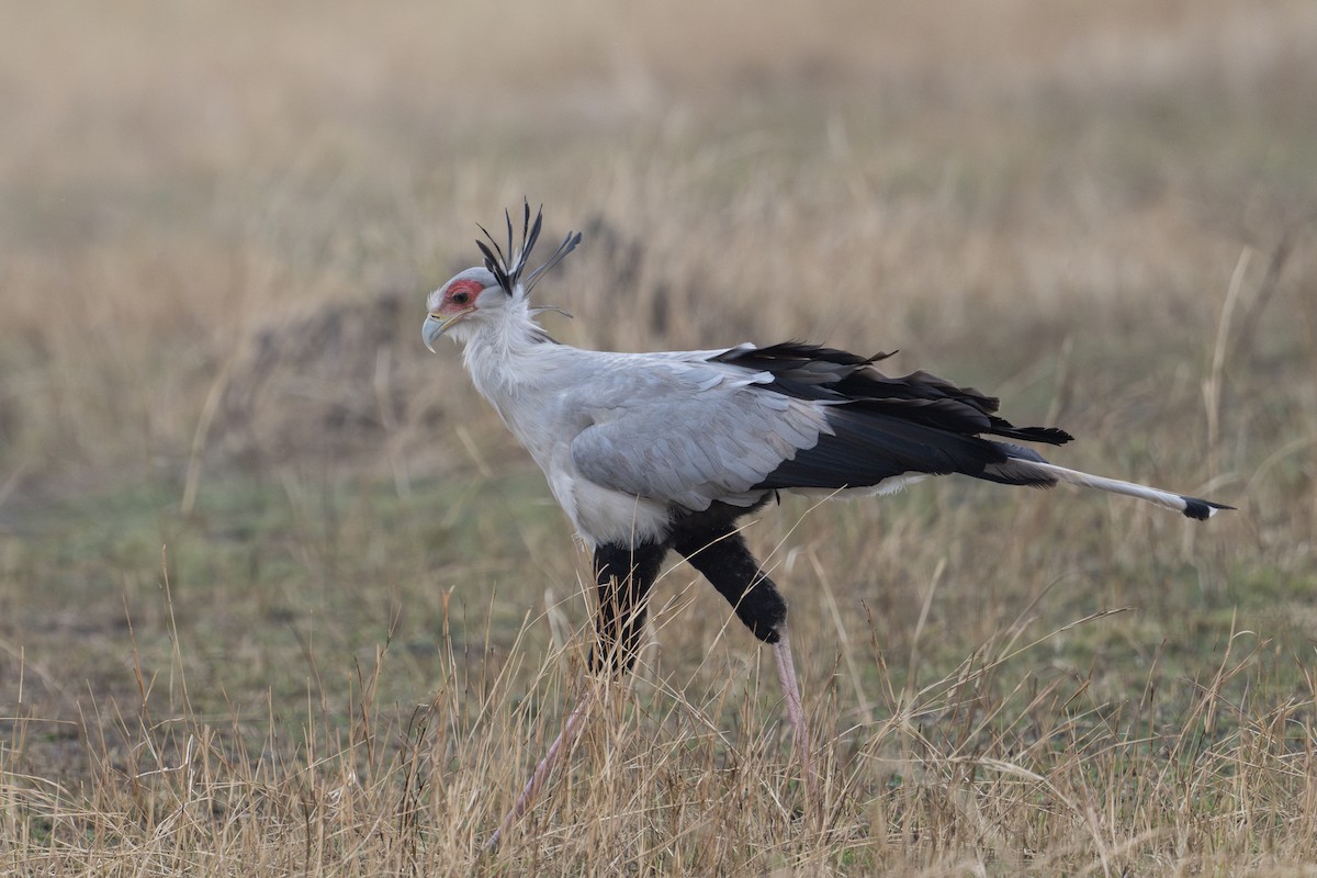 Secretarybird - ML610948482