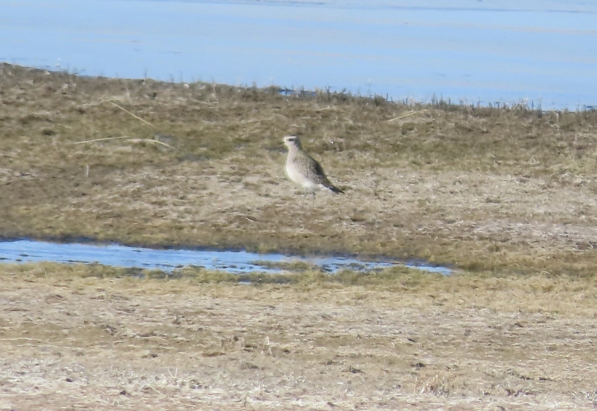 American Golden-Plover - ML610948516