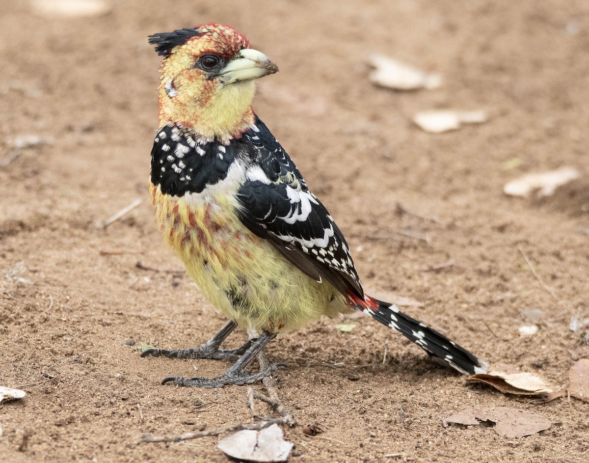 Crested Barbet - ML610948552