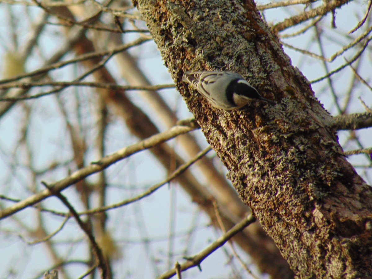 White-breasted Nuthatch - ML610948566