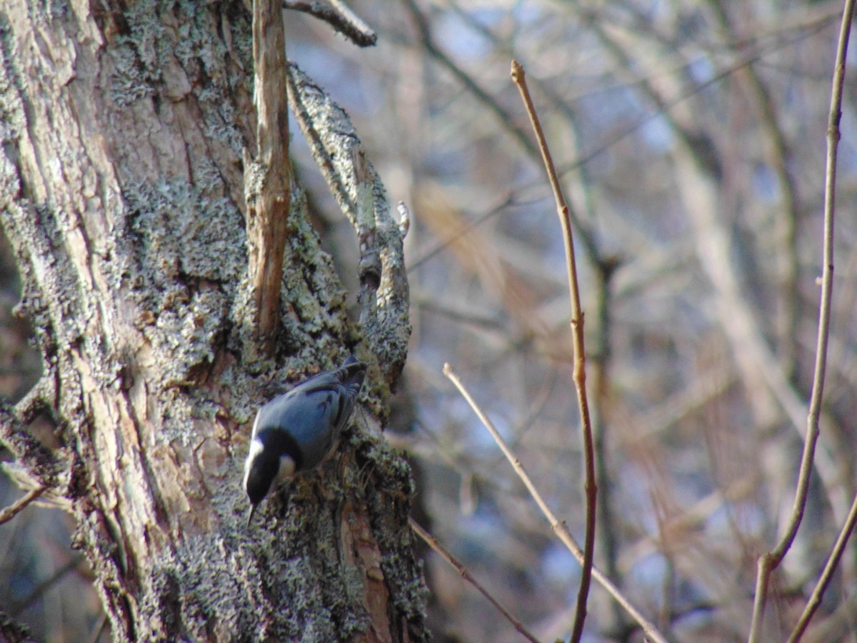 White-breasted Nuthatch - ML610948577