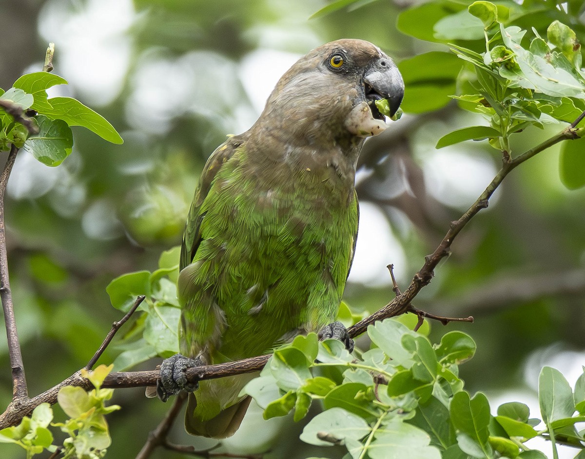 Brown-headed Parrot - ML610948599