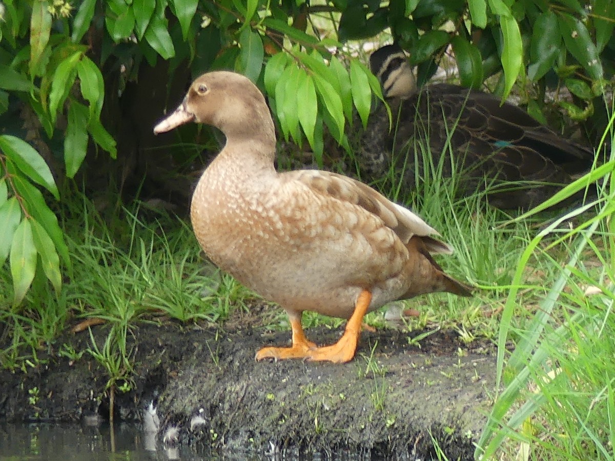 Mallard x Pacific Black Duck (hybrid) - Andrew Sides