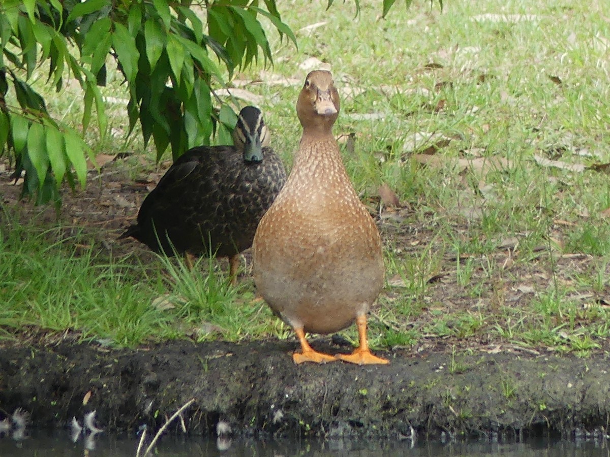 Mallard x Pacific Black Duck (hybrid) - Andrew Sides