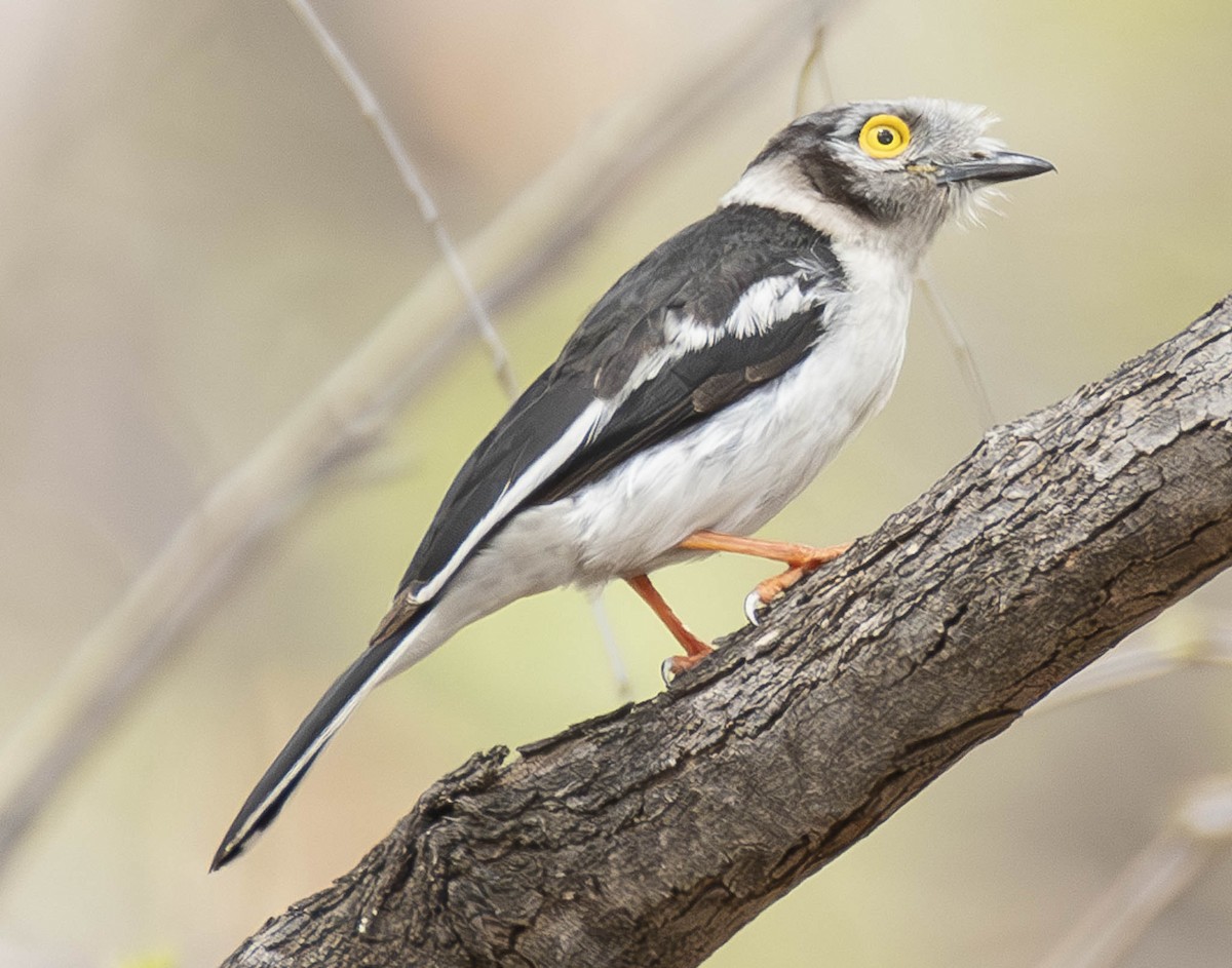 White Helmetshrike - ML610948621