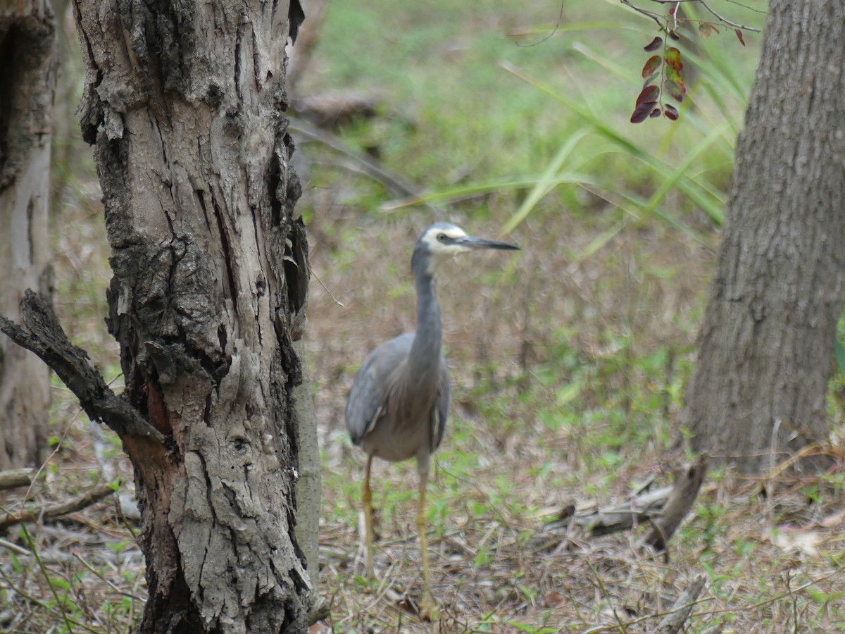 White-faced Heron - Andrew Sides