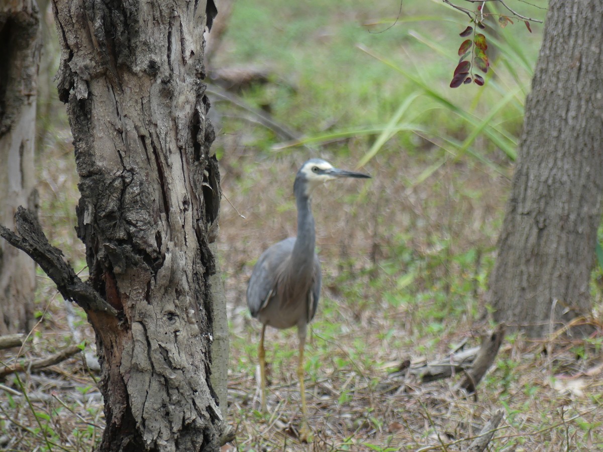 White-faced Heron - ML610948622