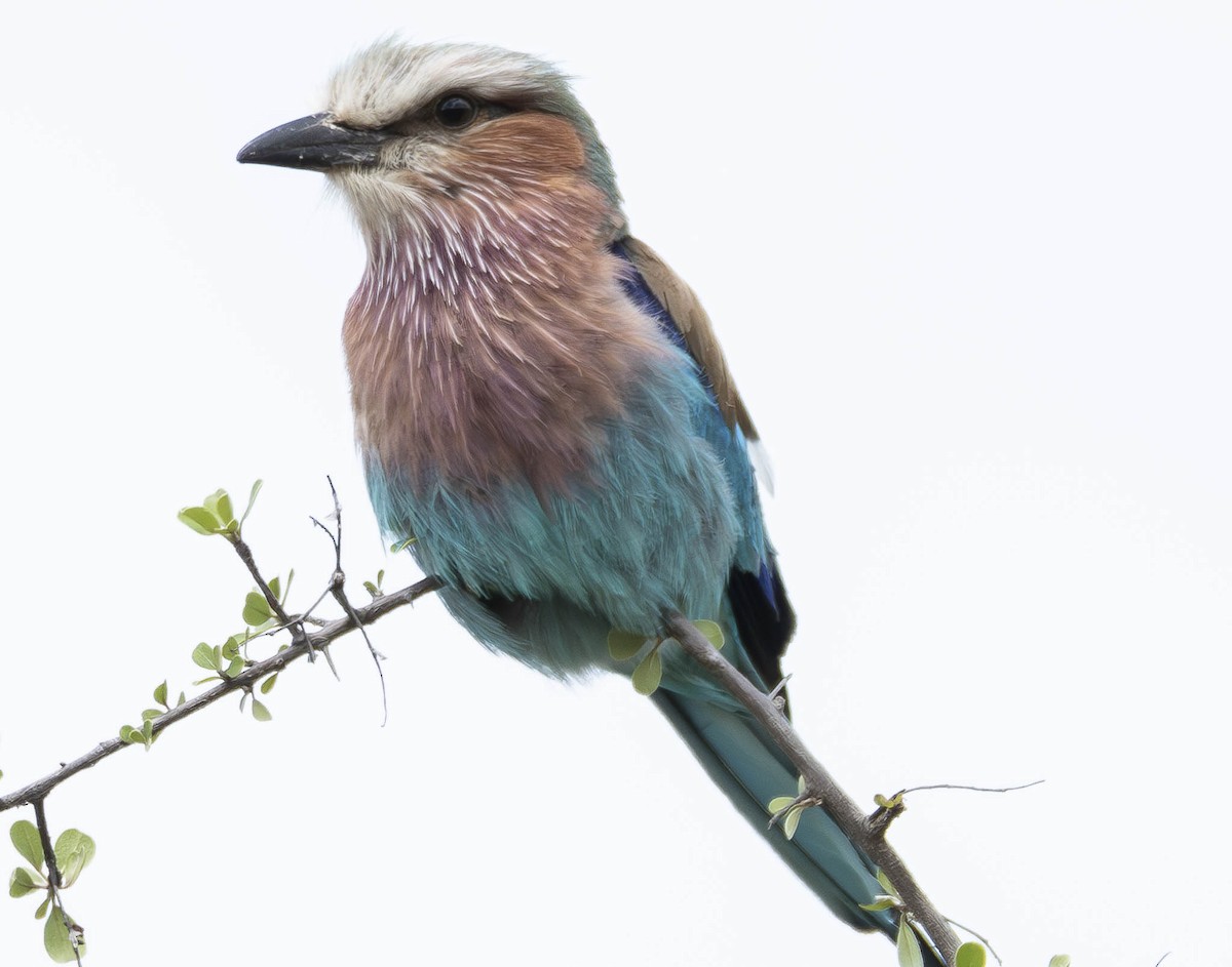 Lilac-breasted Roller - A Huang Winoto