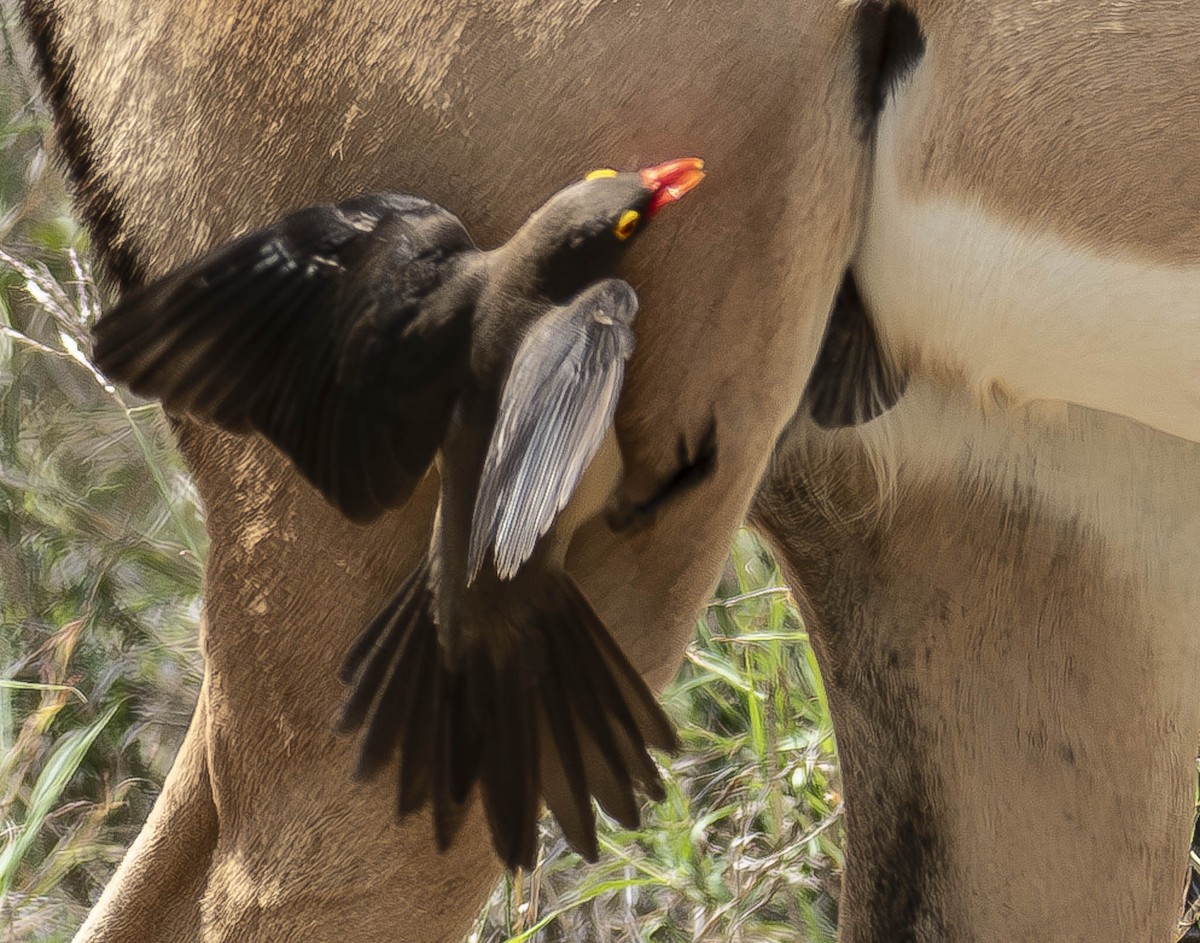 Red-billed Oxpecker - ML610948633