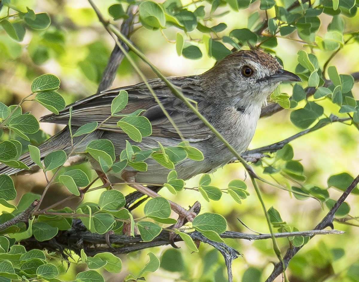 Rattling Cisticola - ML610948678