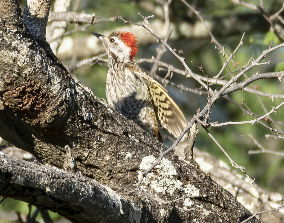 Cardinal Woodpecker - A Huang Winoto