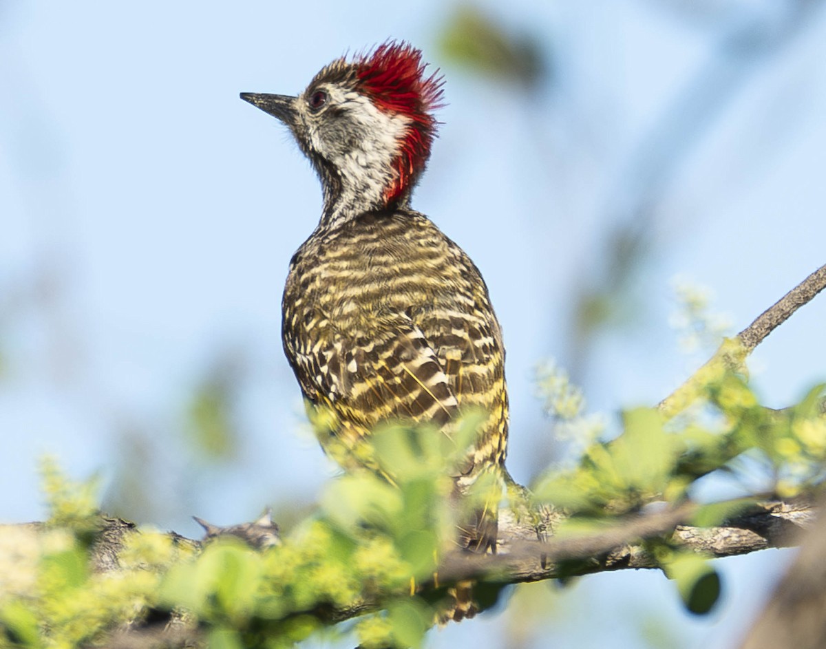 Cardinal Woodpecker - ML610948691