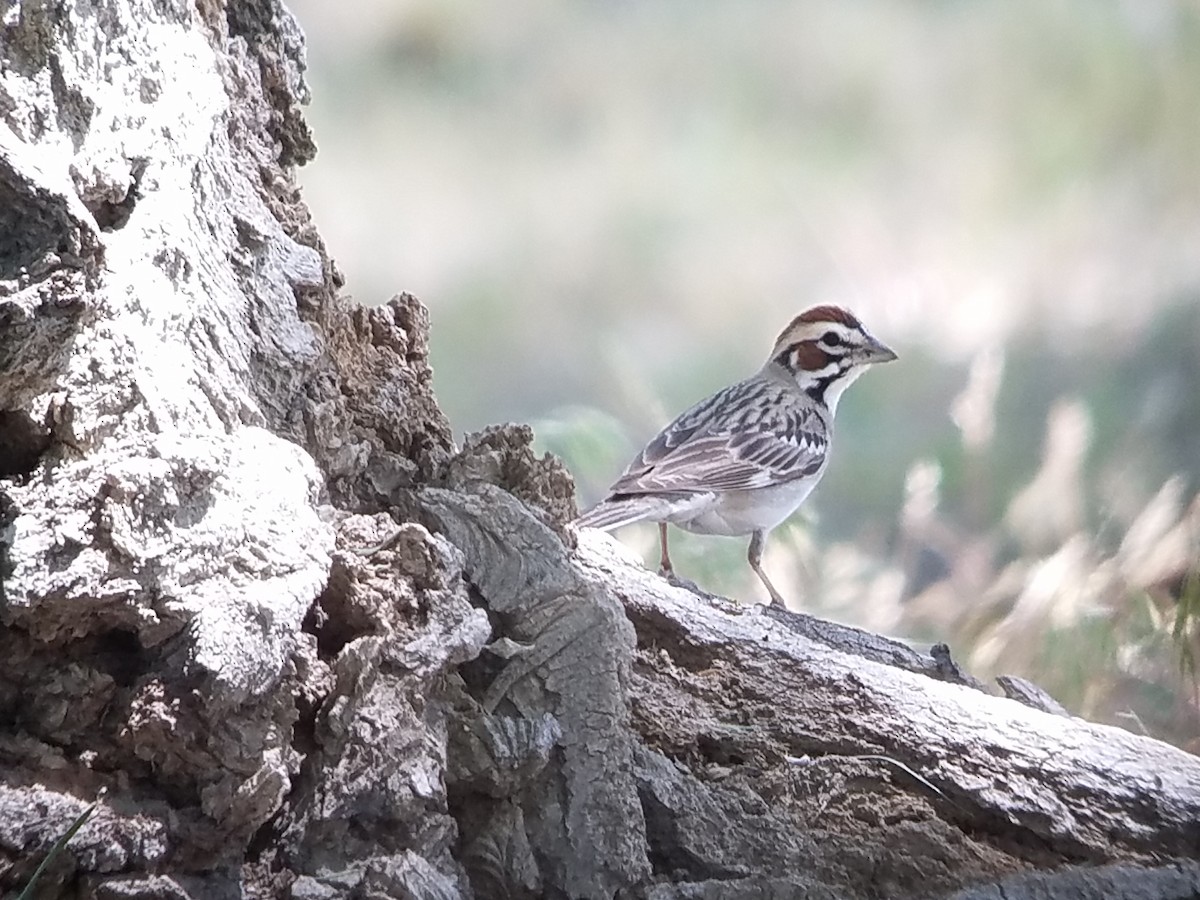 Lark Sparrow - Paul Hurtado