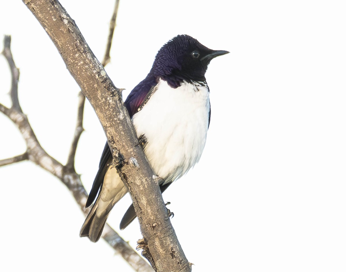 Violet-backed Starling - ML610948730