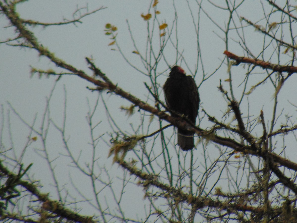 Turkey Vulture - Maryann  Clark