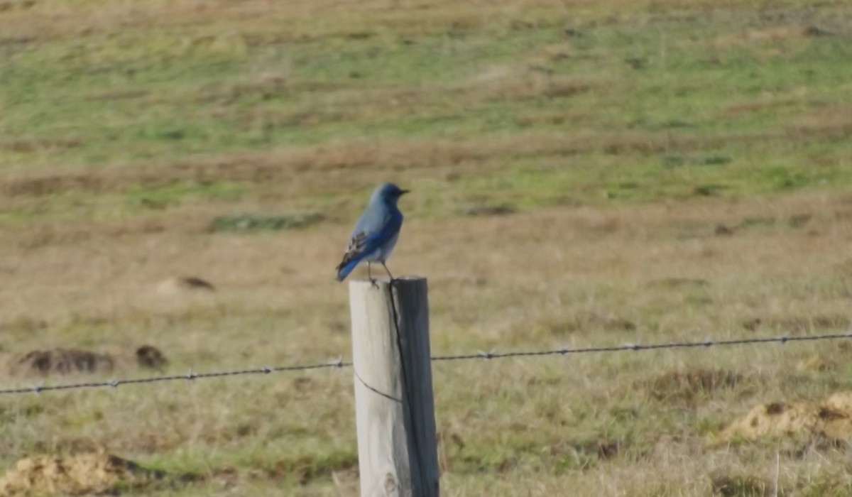 Mountain Bluebird - ML610948753