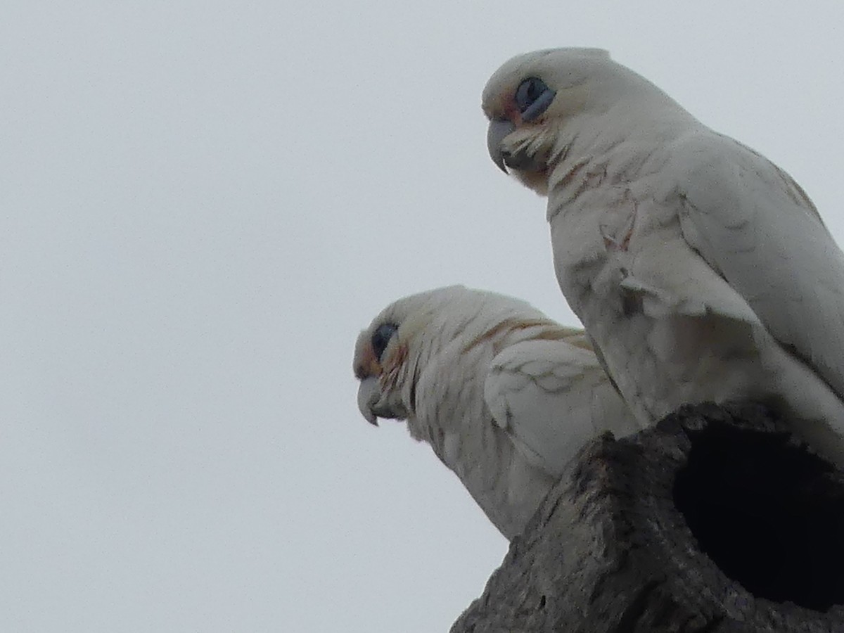 Little x Long-billed Corella (hybrid) - Andrew Sides