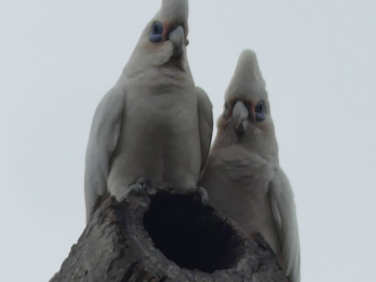 Little x Long-billed Corella (hybrid) - Andrew Sides